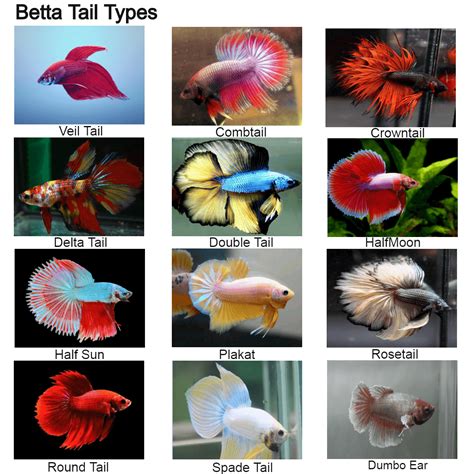 Cross breed Betta fish for different tail types, fins or .